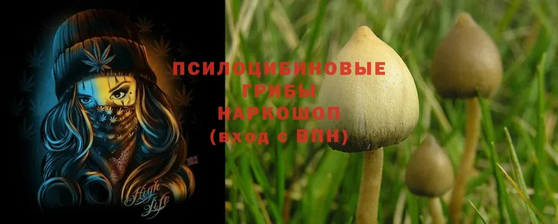 Псилоцибиновые грибы Psilocybine cubensis  где купить   Агидель 